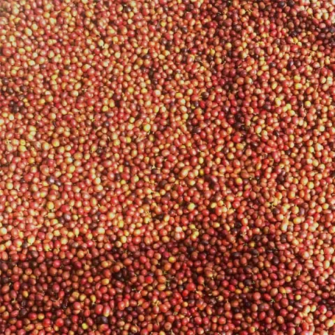 阿雷 Arabica 咖啡的日晒处理方法