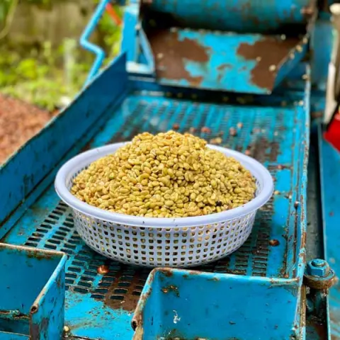 什么是咖啡水洗处理（Washed Processing）？