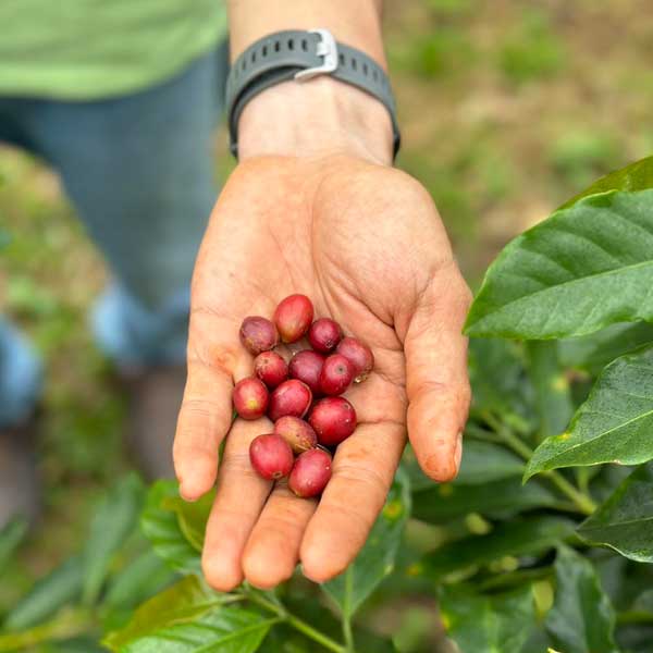 Cà phê Đặc sản của Huế - Arabica A Lưới chế biến khô 250g