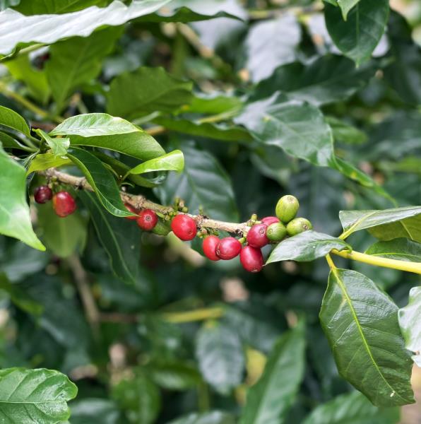 Cà phê Đặc sản của Huế - Arabica A Lưới chế biến khô 250g
